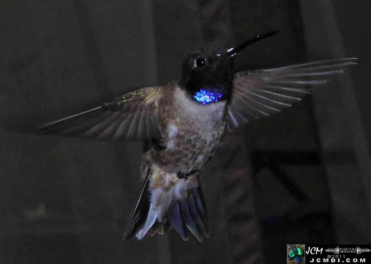 Hummingbird photo captured from Robo-Cam Motion Detection at JCMDI.COM
